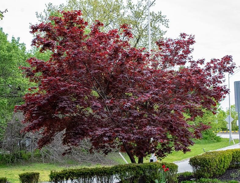 Acer Palmatum Bloodgood Single Stem - View 17 from www redcrocus com