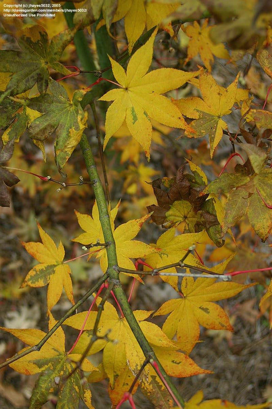 Acer Palmatum Green Star - View 1 from www redcrocus com