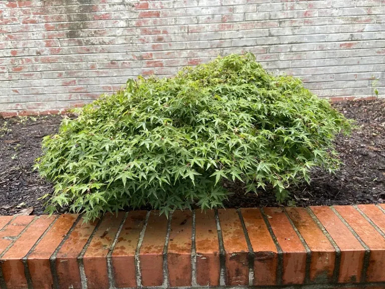 Acer Palmatum 'kiyohime' - View 16 from www redcrocus com