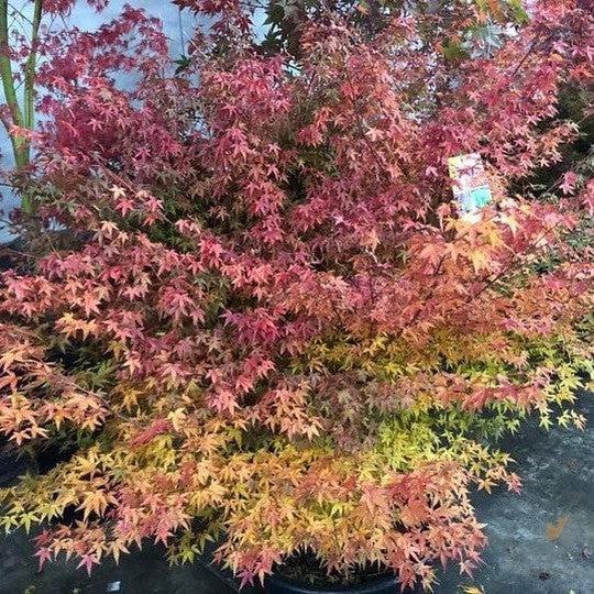 Acer Palmatum 'kiyohime' - View 17 from www redcrocus com