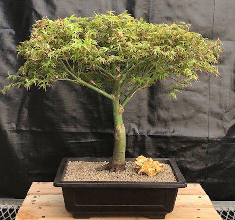 Acer Palmatum 'kiyohime' - View 19 from www redcrocus com