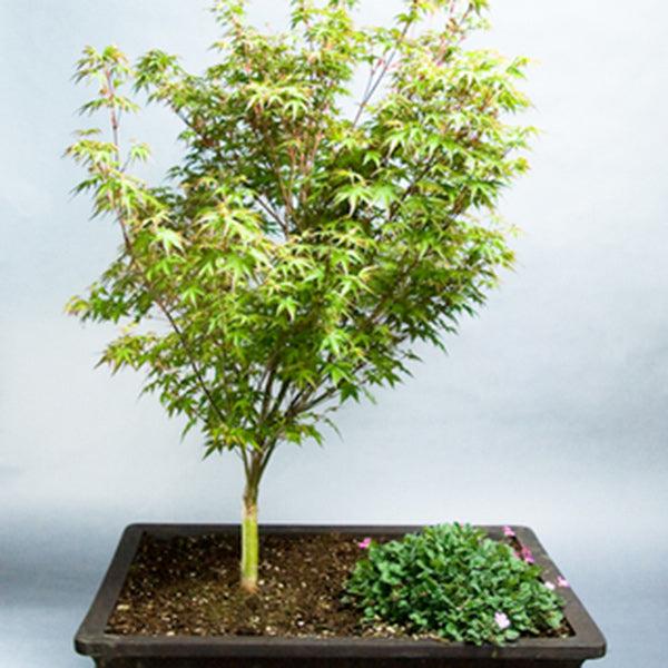Acer Palmatum 'kiyohime' - View 20 from www redcrocus com