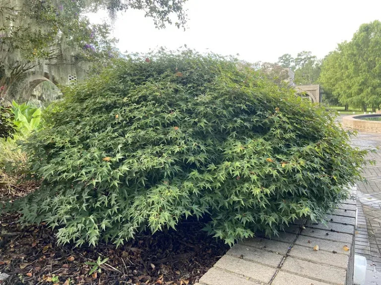 Acer Palmatum 'kiyohime' - View 21 from www redcrocus com