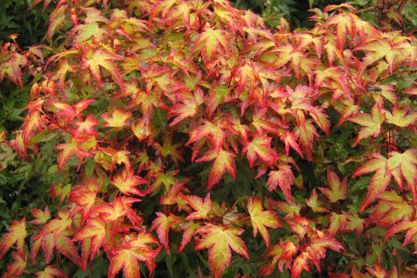 Acer Palmatum 'kiyohime' - View 22 from www redcrocus com
