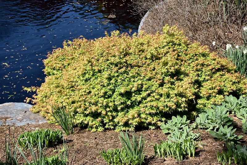 Acer Palmatum 'kiyohime' - View 23 from www redcrocus com