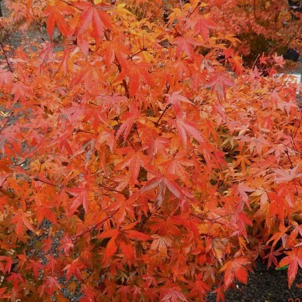 Acer Palmatum 'kiyohime' - View 25 from www redcrocus com