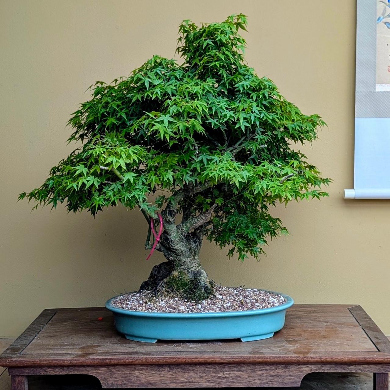Acer Palmatum 'kiyohime' - View 26 from www redcrocus com