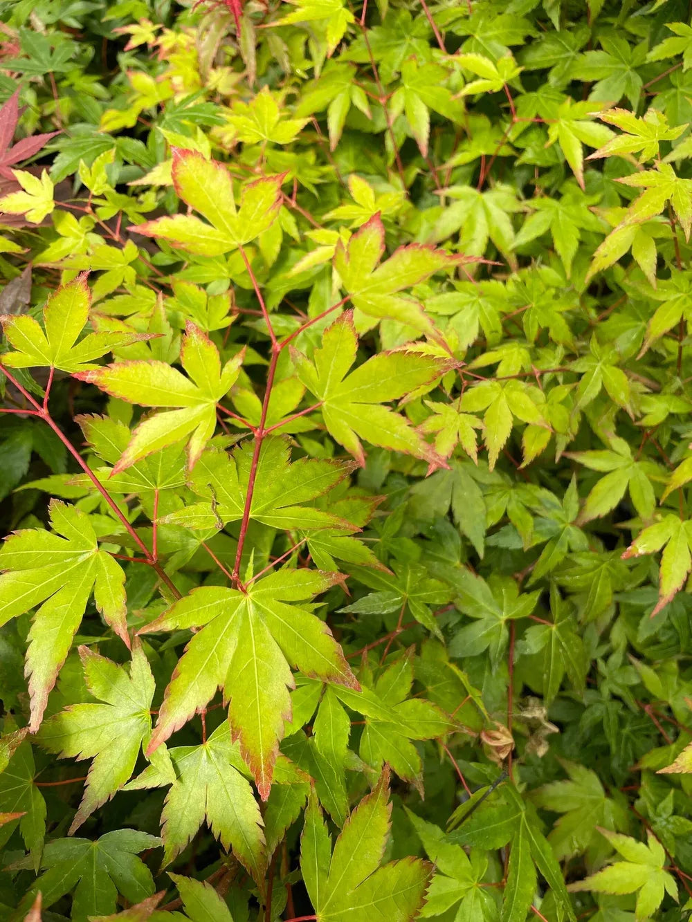 Acer Palmatum 'kiyohime' - View 27 from www redcrocus com