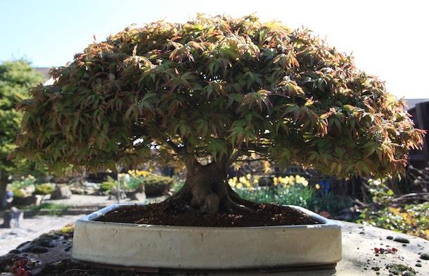 Acer Palmatum 'kiyohime' - View 28 from www redcrocus com