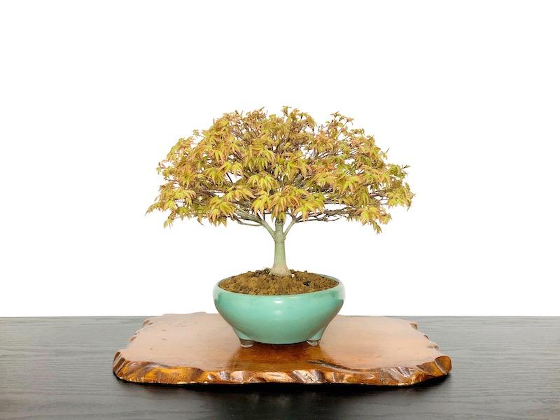 Acer Palmatum 'kiyohime' - View 29 from www redcrocus com