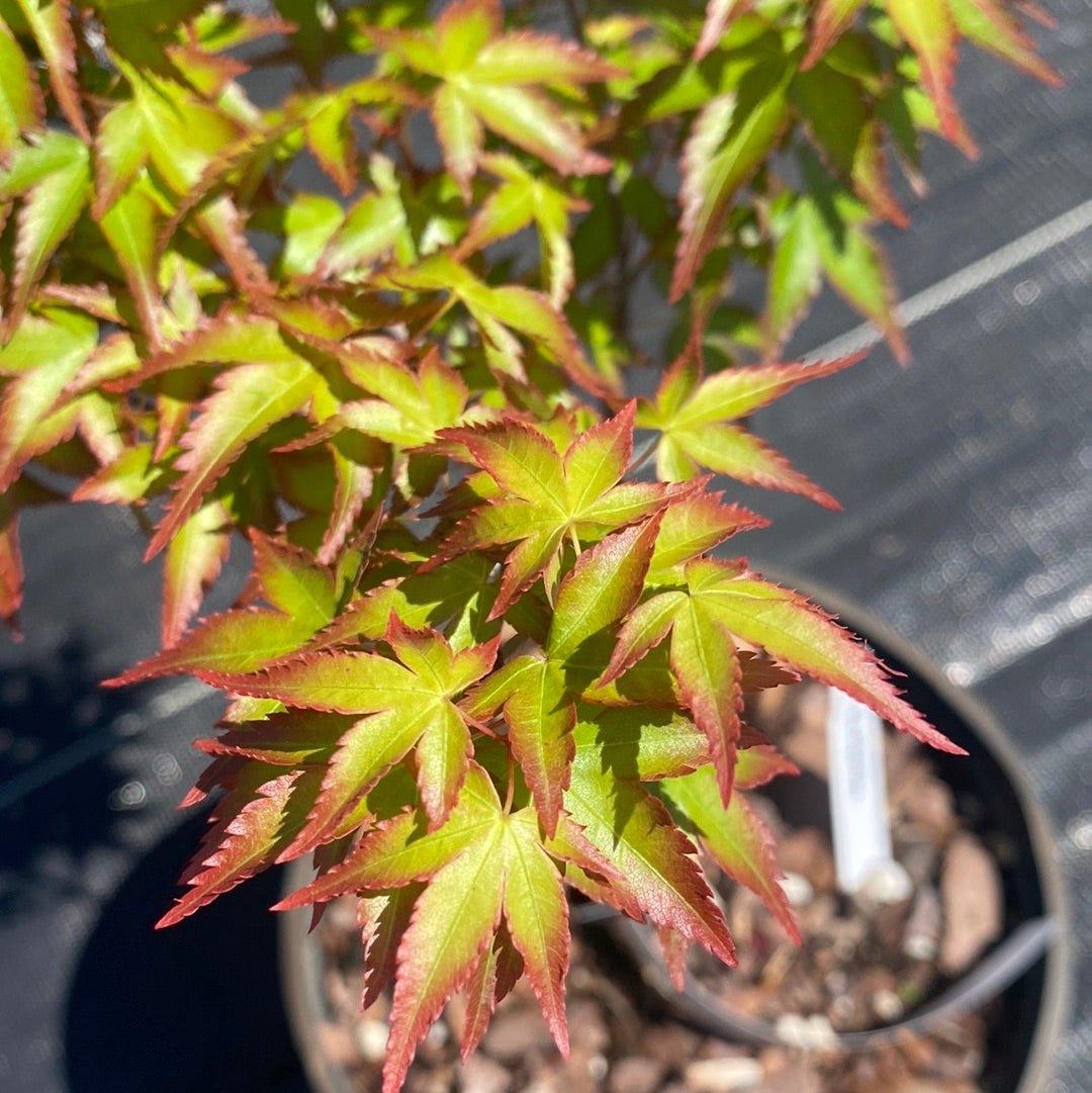 Acer Palmatum 'kiyohime' - View 30 from www redcrocus com