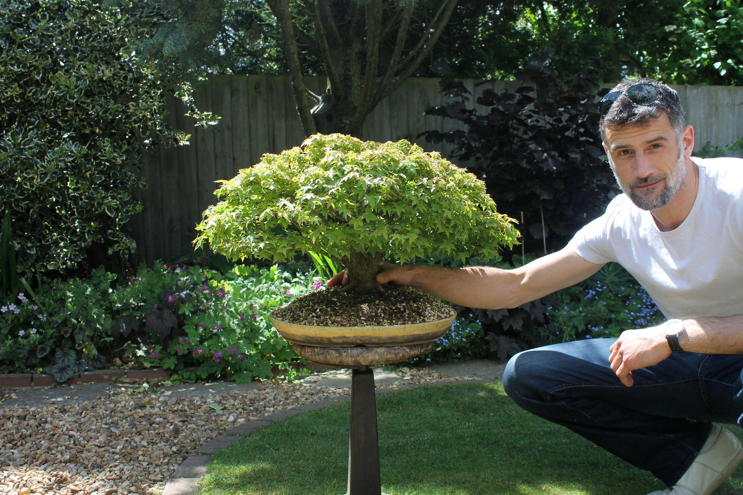 Acer Palmatum 'kiyohime' - View 32 from www redcrocus com