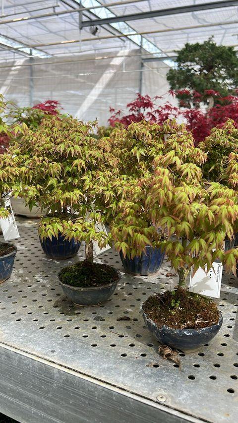 Acer Palmatum 'kiyohime' - View 33 from www redcrocus com
