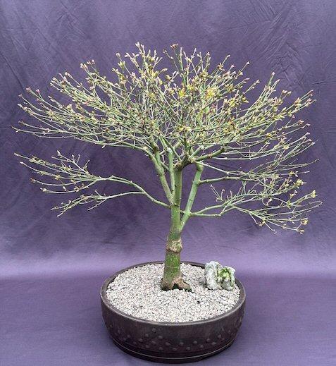 Acer Palmatum 'kiyohime' - View 34 from www redcrocus com