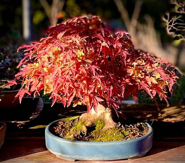 Acer Palmatum 'kiyohime' - View 35 from www redcrocus com
