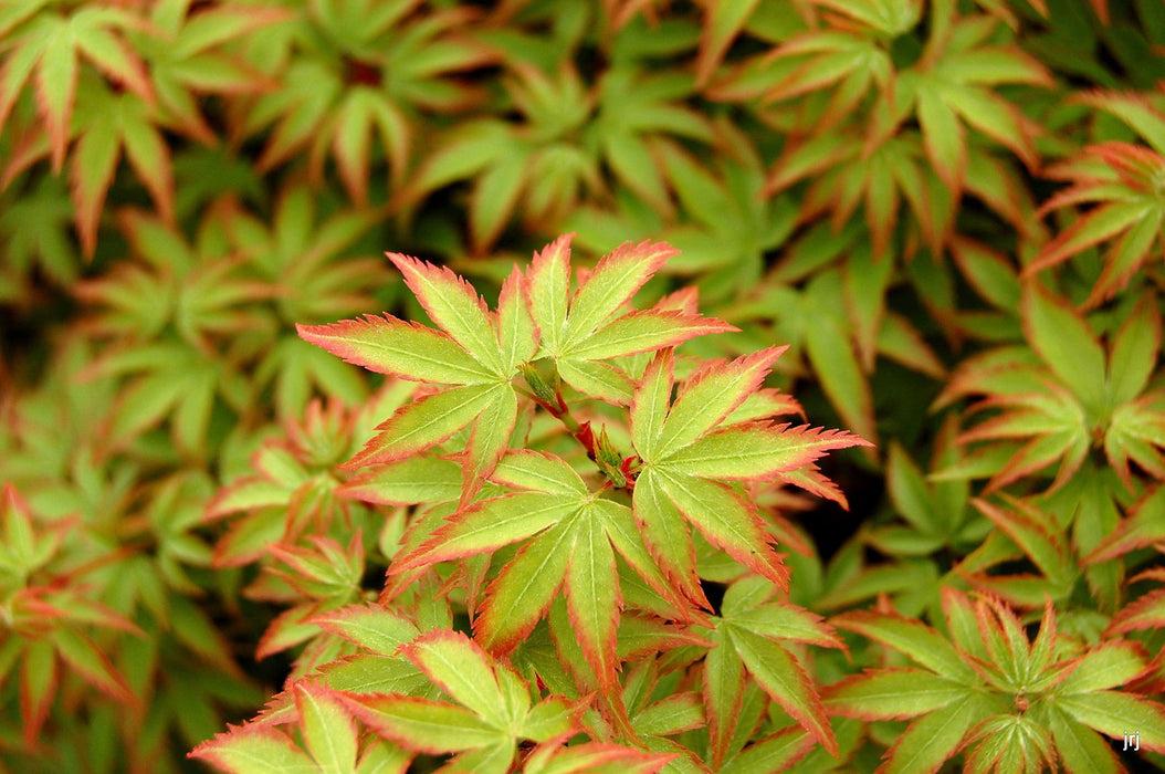 Acer Palmatum 'kiyohime' - View 3 from www redcrocus com