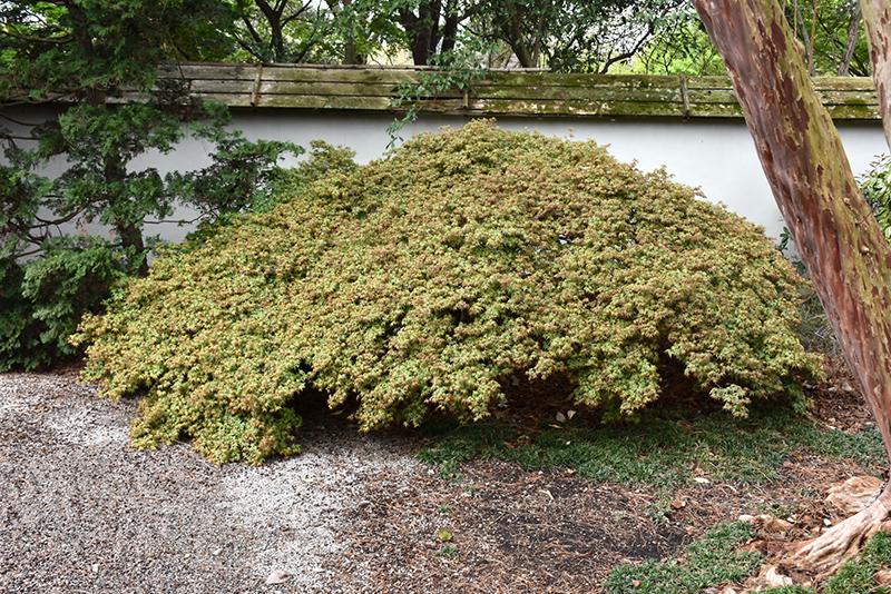 Acer Palmatum 'kiyohime' - View 4 from www redcrocus com