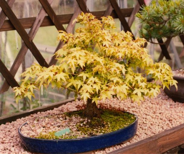 Acer Palmatum 'kiyohime' - View 5 from www redcrocus com