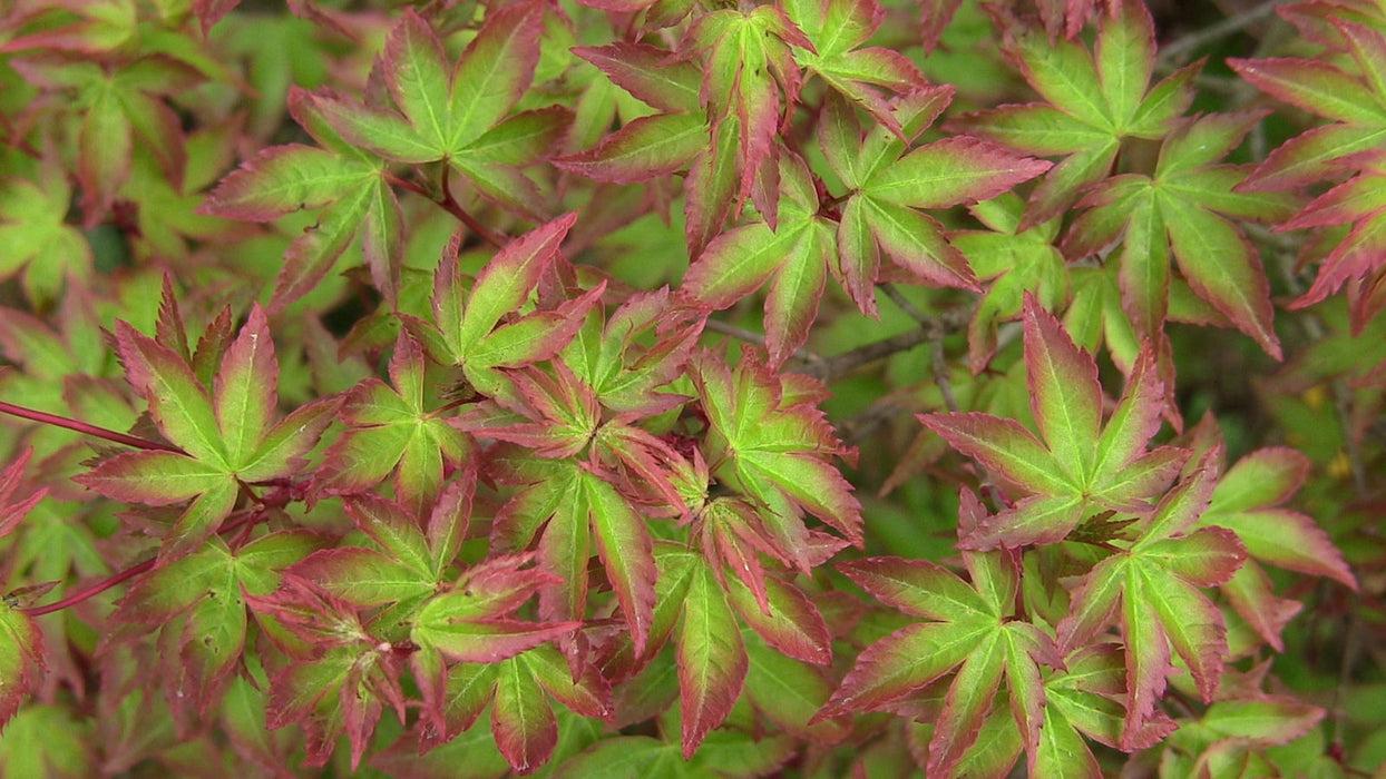 Acer Palmatum 'kiyohime' - View 7 from www redcrocus com