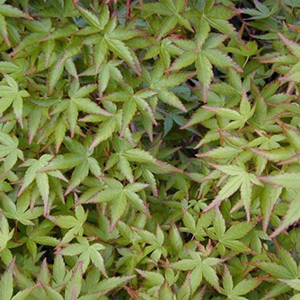 Acer Palmatum 'kiyohime' - View 9 from www redcrocus com