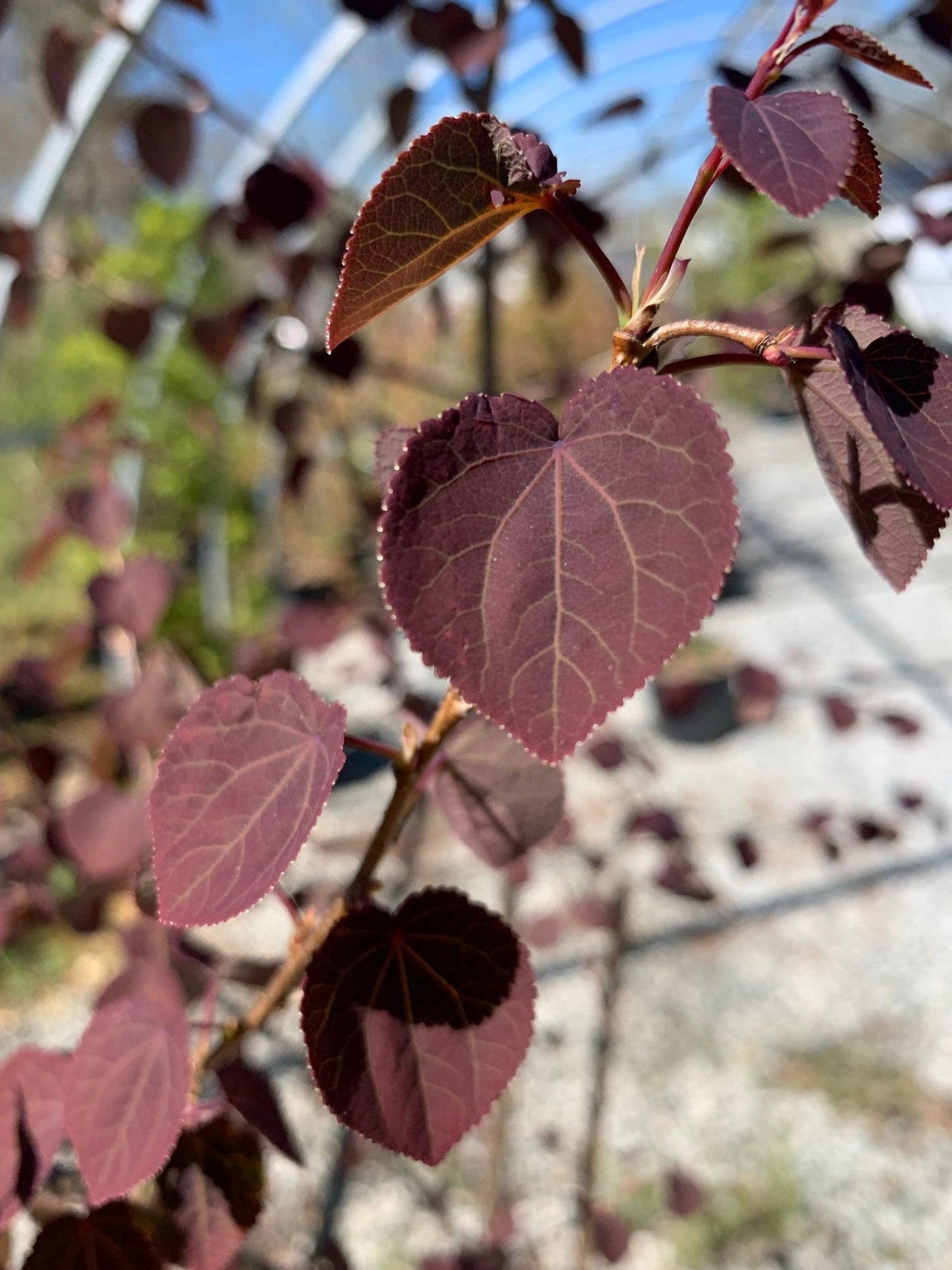 Cercidiphyllum Japonicum Red Fox - View 18 from www redcrocus com