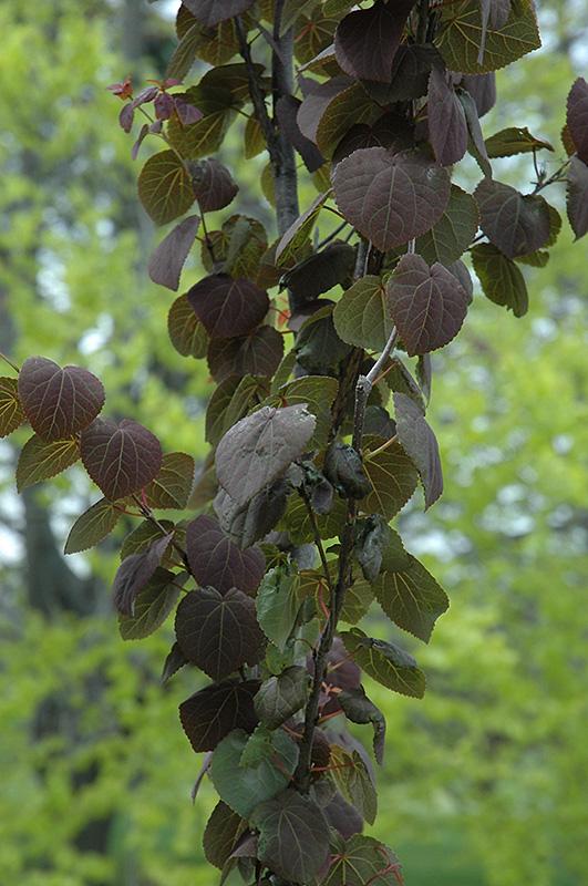 Cercidiphyllum Japonicum Red Fox - View 19 from www redcrocus com