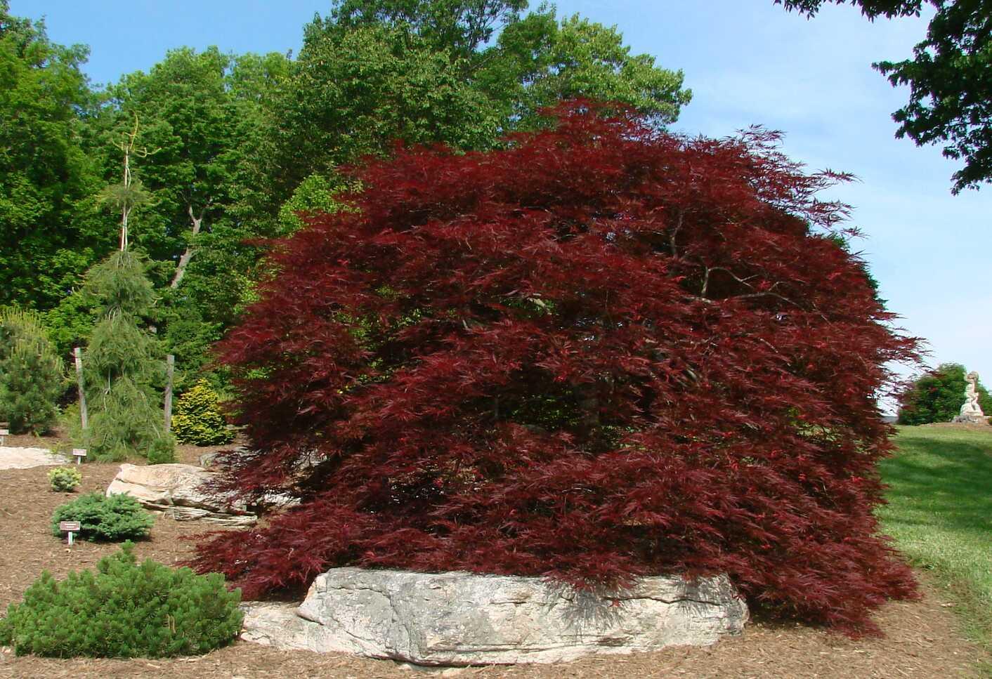 Acer Palmatum Dissectum Red Dragon - View 10 from www redcrocus com