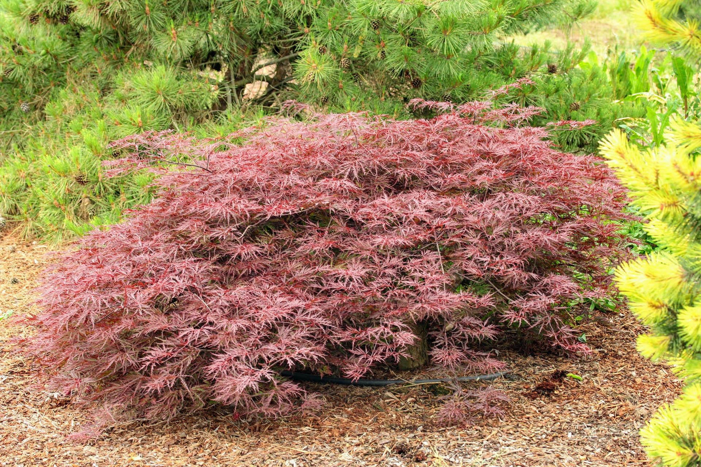 Acer Palmatum Dissectum Red Dragon - View 16 from www redcrocus com