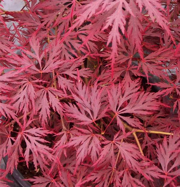 Acer Palmatum Dissectum Red Dragon - View 16 from www redcrocus com