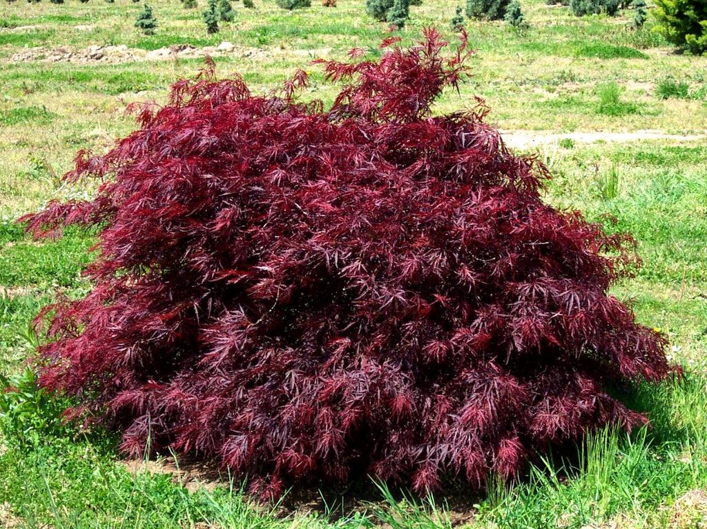 Acer Palmatum Dissectum Red Dragon - View 17 from www redcrocus com