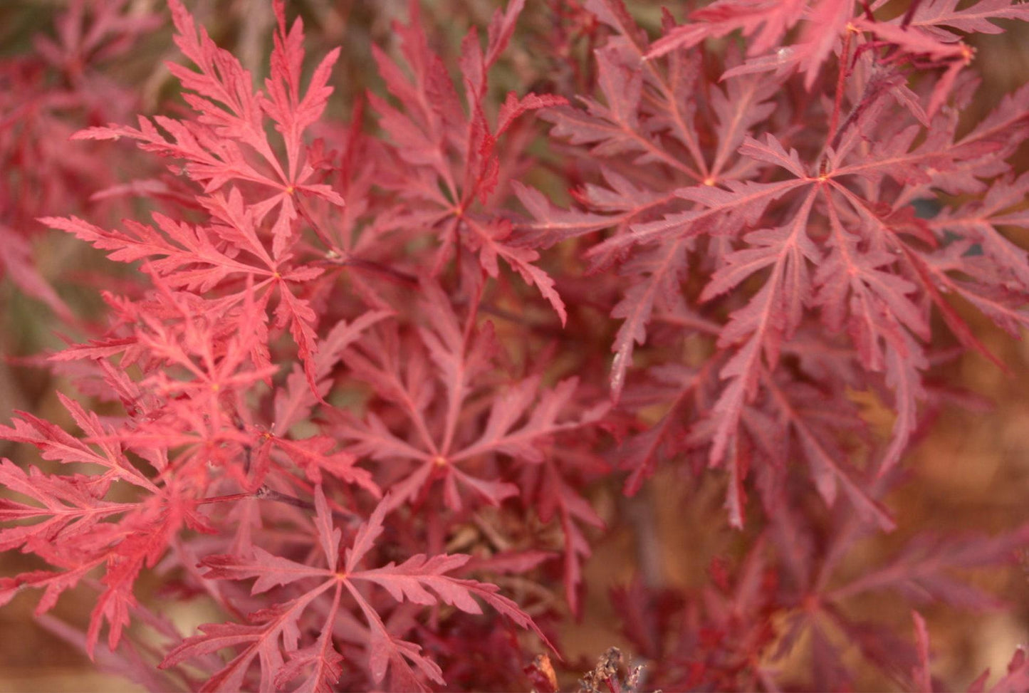 Acer Palmatum Dissectum Red Dragon - View 18 from www redcrocus com