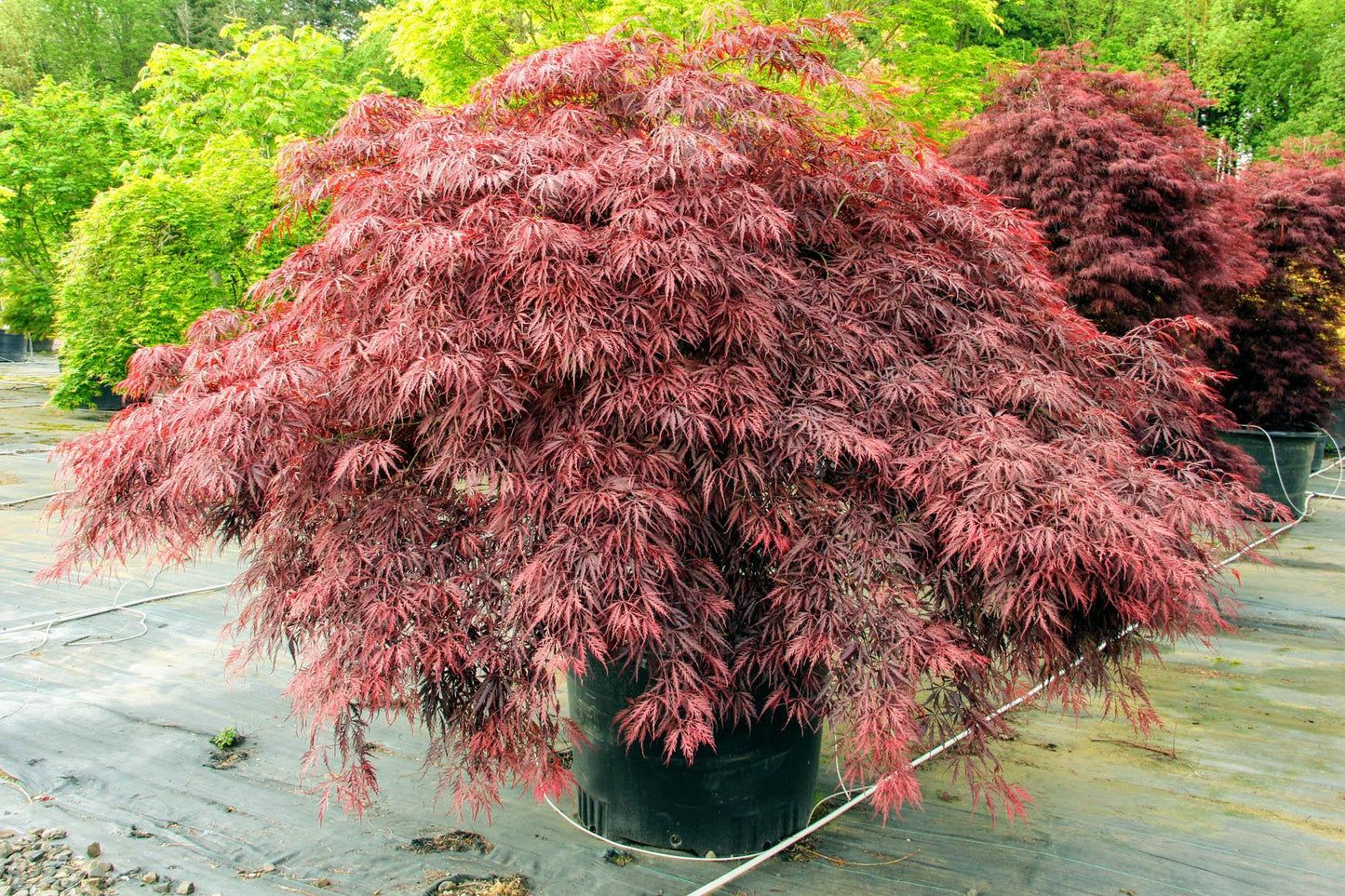 Acer Palmatum Dissectum Red Dragon - View 2 from www redcrocus com