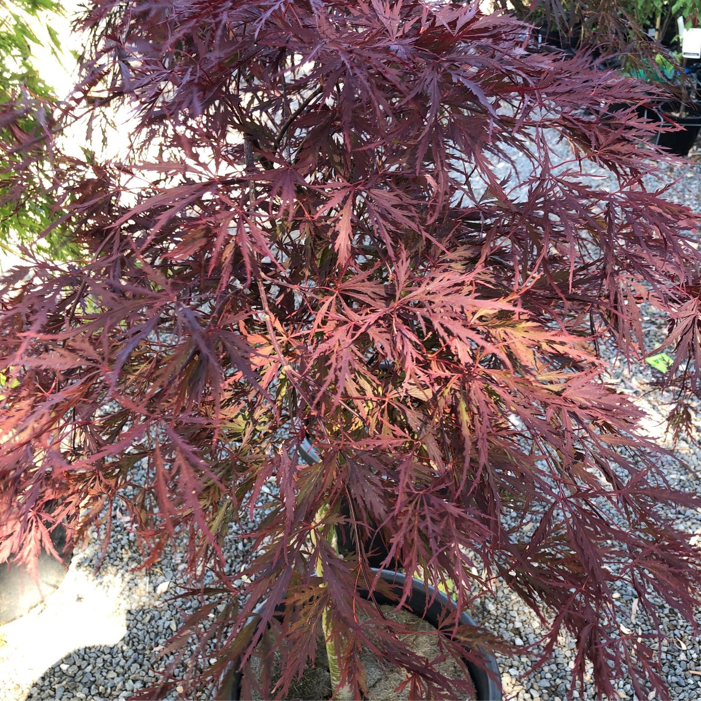 Acer Palmatum Dissectum Red Dragon - View 3 from www redcrocus com