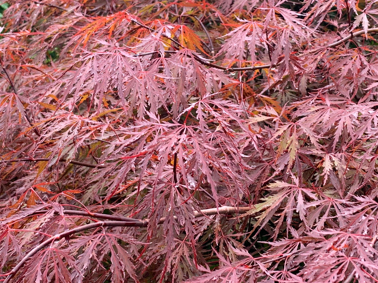 Acer Palmatum Dissectum Red Dragon - View 4 from www redcrocus com
