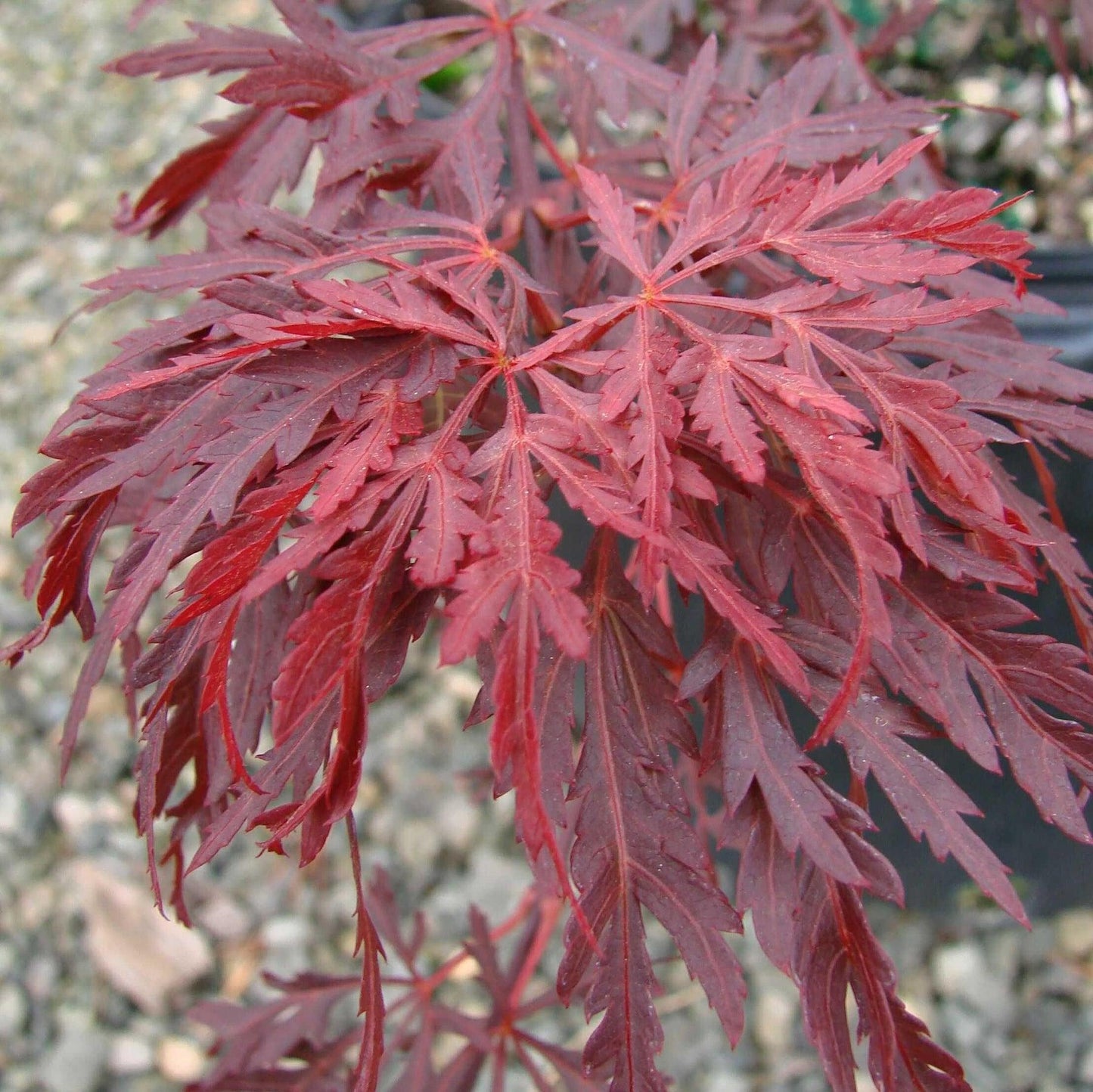 Acer Palmatum Dissectum Red Dragon - View 5 from www redcrocus com