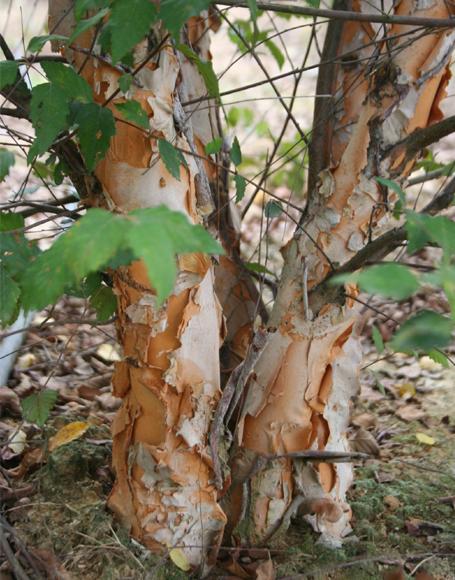 Betula Nigra Heritage Multi Stem - View 19 from www redcrocus com
