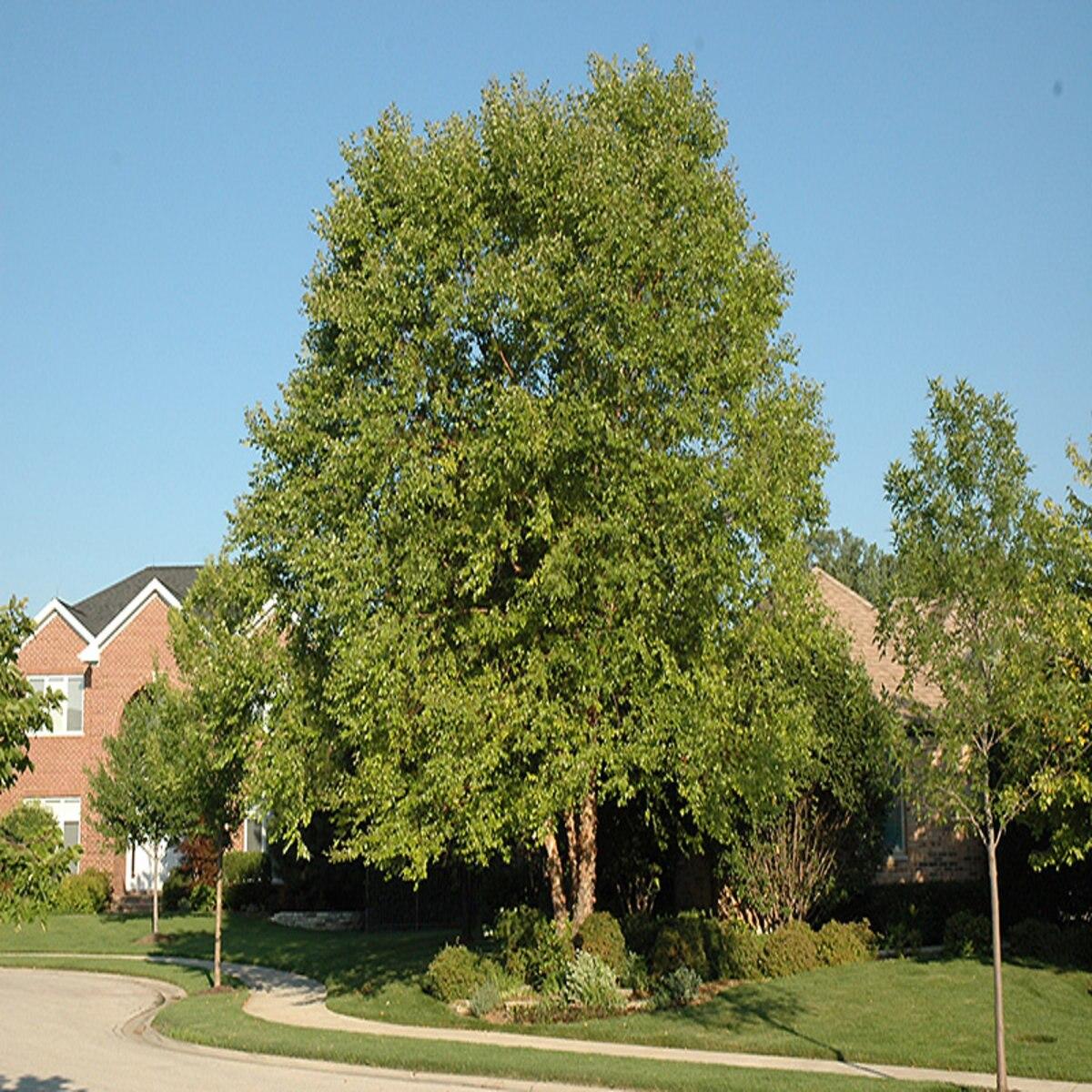 Betula Nigra Heritage Multi Stem - View 8 from www redcrocus com