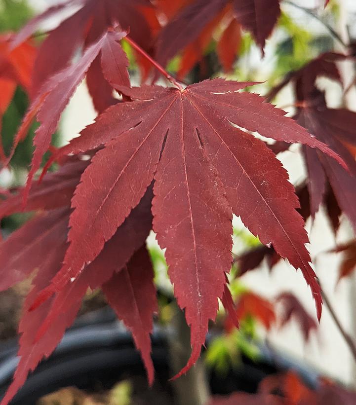 Acer Palmatum Bloodgood Single Stem - View 18 from www redcrocus com