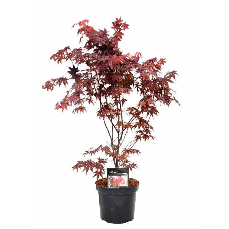 Acer Palmatum Bloodgood Single Stem - View 19 from www redcrocus com