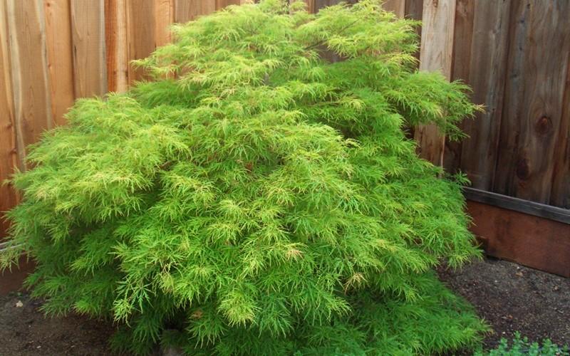 Acer Palmatum Dissectum 'waterfall' - View 11 from www redcrocus com