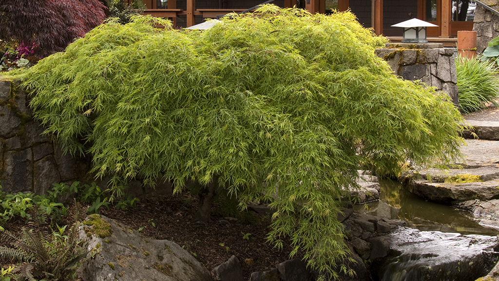 Acer Palmatum Dissectum 'waterfall' - View 18 from www redcrocus com