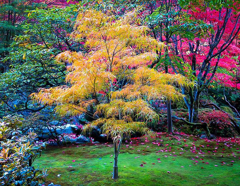 Acer Palmatum Koto No Ito - View 13 from www redcrocus com