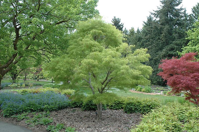 Acer Palmatum Koto No Ito - View 14 from www redcrocus com