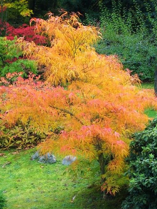 Acer Palmatum Koto No Ito - View 9 from www redcrocus com