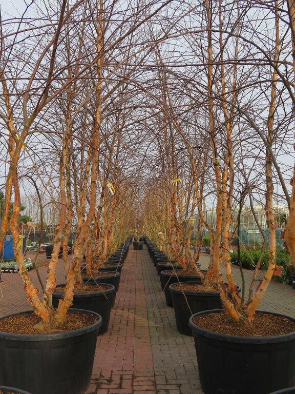 Betula Nigra Heritage Multi Stem - View 20 from www redcrocus com
