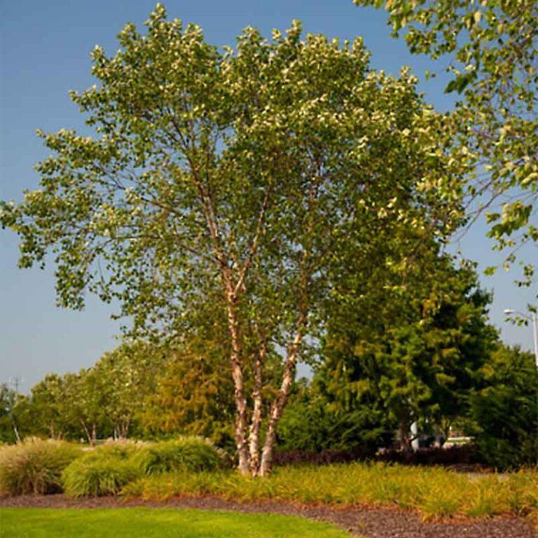 Betula Nigra Heritage Multi Stem - View 5 from www redcrocus com