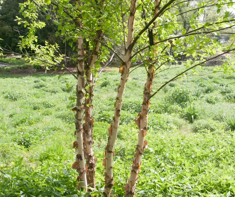 Betula Nigra Heritage Multi Stem - View 6 from www redcrocus com