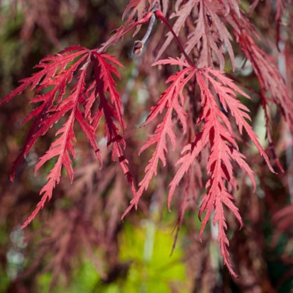 Acer Palmatum Dissectum Inabe Shidare - View 16 from www redcrocus com