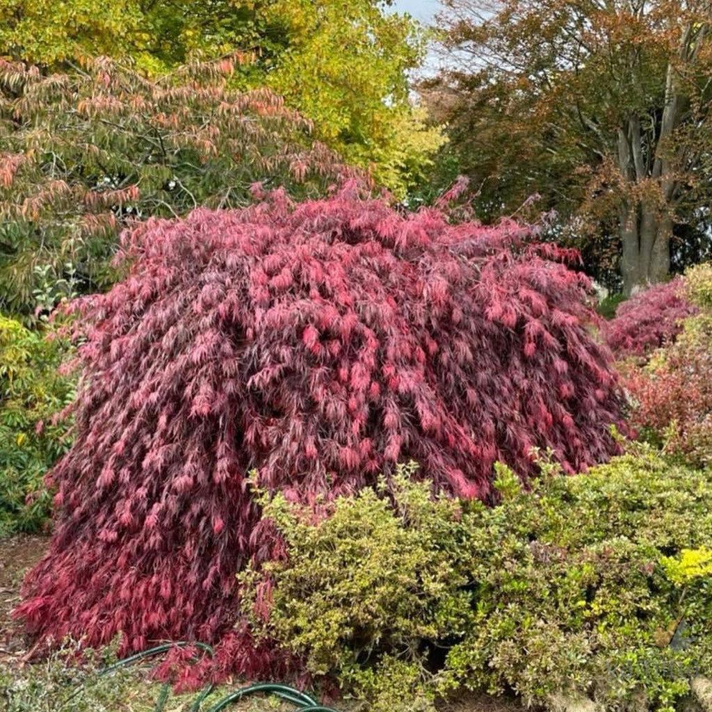 Acer Palmatum Dissectum Inabe Shidare - View 3 from www redcrocus com