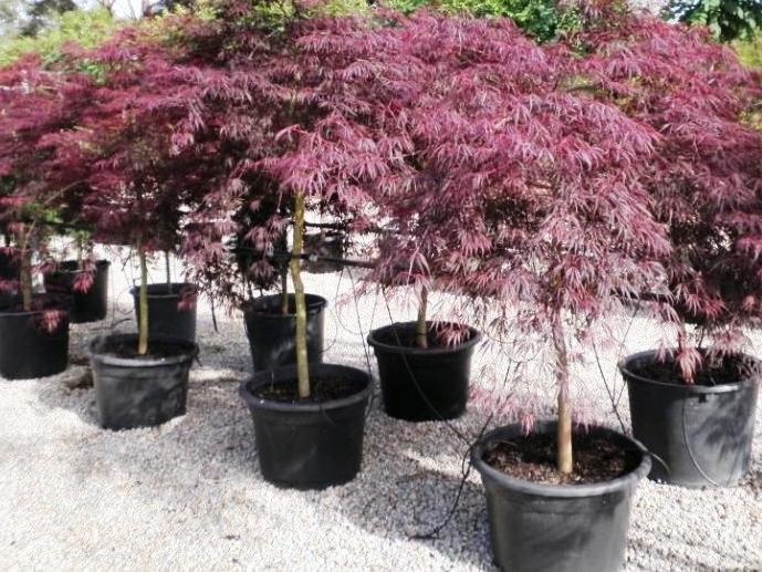 Acer Palmatum Dissectum Inabe Shidare - View 6 from www redcrocus com